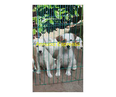 Parson Jack Russell