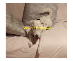 Parson Jack Russell