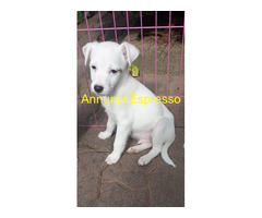 Parson Jack Russell