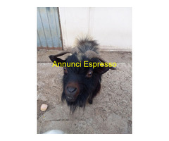 Maschio capra tibetana medio