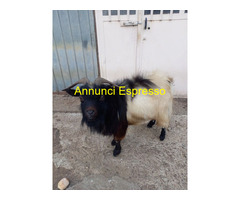 Maschio capra tibetana medio