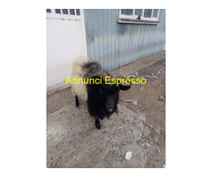 Maschio capra tibetana medio