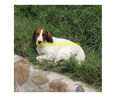 In regalo BELLA segugia maremmana 4 anni