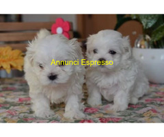 Maltipoo cuccioli