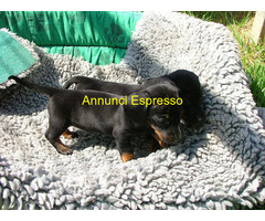 Bassotto nano femminucce