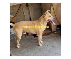 In regalo SPRITZ simil Pinscher 4 anni