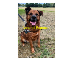 In regalo CANE METICCIO