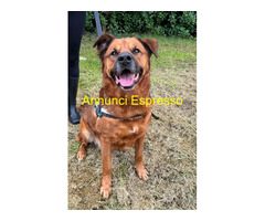 In regalo CANE METICCIO