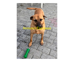 In regalo CANE METICCIO