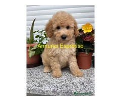 Barboncina toy albicocca