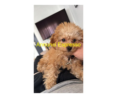 Barboncina toy albicocca