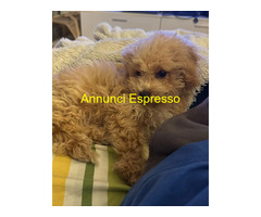 Barboncina toy albicocca