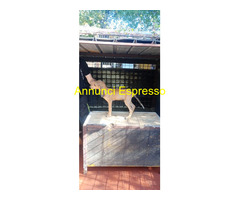 Cuccioli di segugio italiano