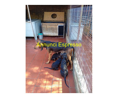 Cuccioli di segugio italiano