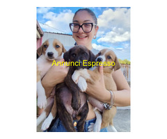 In regalo cuccioli di 2 mesi e mezzo