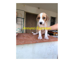 In regalo cuccioli di 2 mesi e mezzo