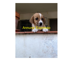 In regalo cuccioli di 2 mesi e mezzo