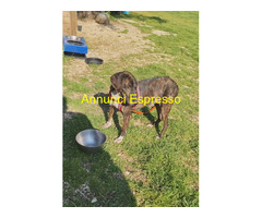 In regalo Cannella taglia medio piccola