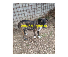 In regalo Cannella taglia medio piccola