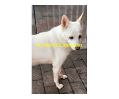 In regalo CANE METICCIO