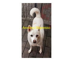 In regalo CANE METICCIO