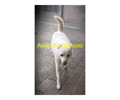 In regalo CANE METICCIO