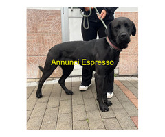 In regalo CANE METICCIO