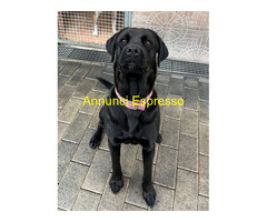 In regalo CANE METICCIO