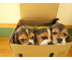 Beagle tricolore cuccioli