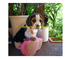 Beagle tricolore cuccioli