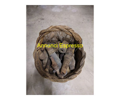 Vendo Rubinetti per Botti (Puiora) e Paniere