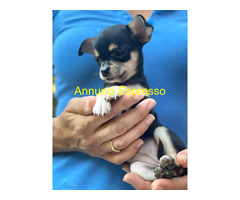 Chihuahua toy femminuccia