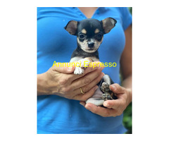 Chihuahua toy femminuccia