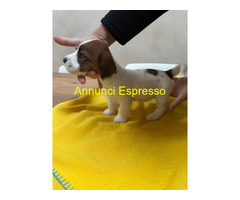Ultimi 2 cuccioli JackRussell