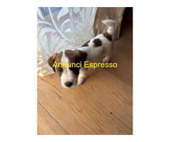 Ultimi 2 cuccioli JackRussell