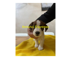 Ultimi 2 cuccioli JackRussell