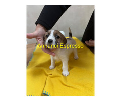 Ultimi 2 cuccioli JackRussell