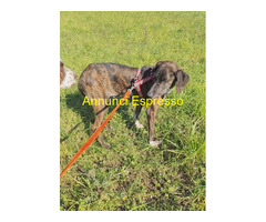 In regalo Cannella taglia medio piccola