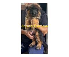 Cuccioli pastore tedesco
