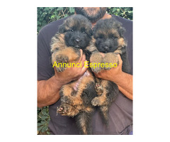 Cuccioli pastore tedesco