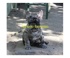 Bouledogue francese maschietto