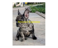 Bouledogue francese maschietto