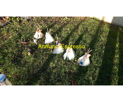 RANCH -TEPEE-CARRO-CANOA-Concia Pelli-Arredamento