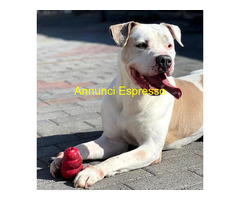 In regalo CANE METICCIO