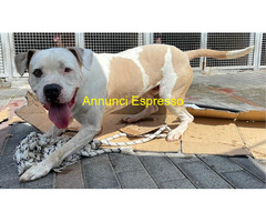 In regalo CANE METICCIO