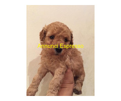 Barboncina toy albicocca