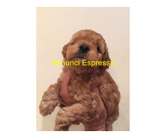 Barboncina toy albicocca