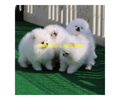 In regalo Cuccioli di Pomerania