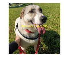 In regalo CAGNOLINA METICCIA