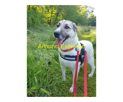 In regalo CAGNOLINA METICCIA